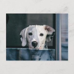 Cute Dalmatien valp Vykort