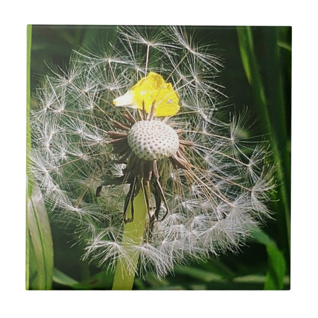 Cute dandelion kakelplatta (Framsidan)