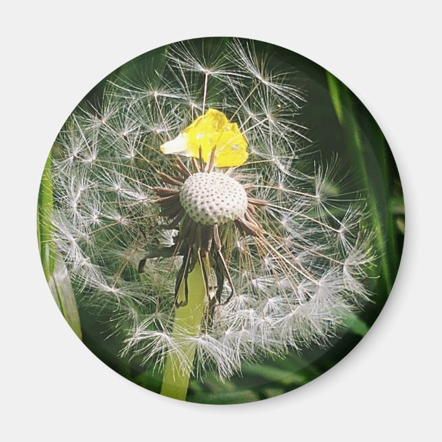 Cute dandelion magnet (Framsidan)