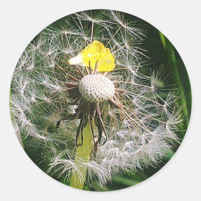 Cute dandelion runt klistermärke (Framsida)