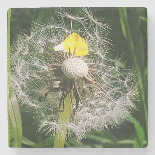Cute dandelion stenunderlägg (Framsidan)
