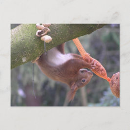 Cute Dangling Squirrel DIY-vykort Vykort