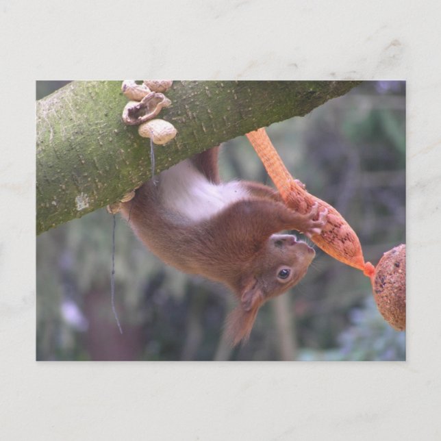 Cute Dangling Squirrel DIY-vykort Vykort (Framsida)
