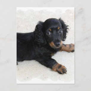 Cute Daschund-vykort Vykort