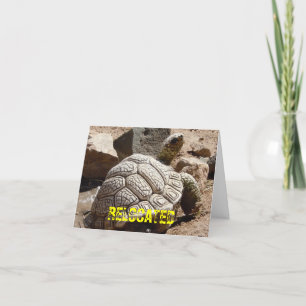 Cute Desert Tortoise - Byte av Adress Meddelande