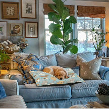 Cute Dog Beds - Indoor or Outdoor - Small or Large