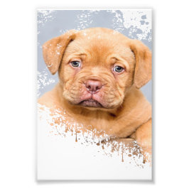 Cute Dog Wall Art Canvas – Modern Pet Photography  Fototryck