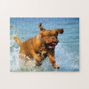 Cute Dogue de Bordeaux leker i vatten Pussel