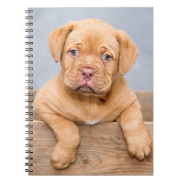 Cute Dogue De Bordeaux Puppy Hund Anteckningsbok