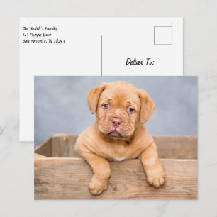 Cute Dogue De Bordeaux Puppy Hund Vykort