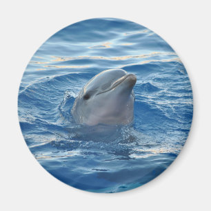 Cute Dolphin Ansikte i Oceanen Magnet