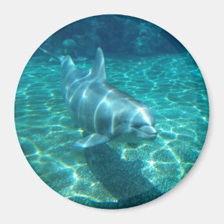 Cute Dolphin Magnet