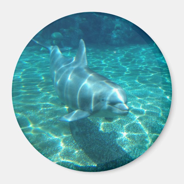 Cute Dolphin Magnet (Framsidan)