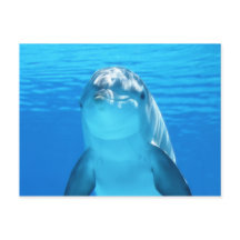 Cute Dolphin Marine Animal in Blue Sea