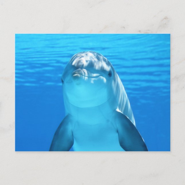 Cute Dolphin Marine Animal in Blue Sea Vykort (Framsida)