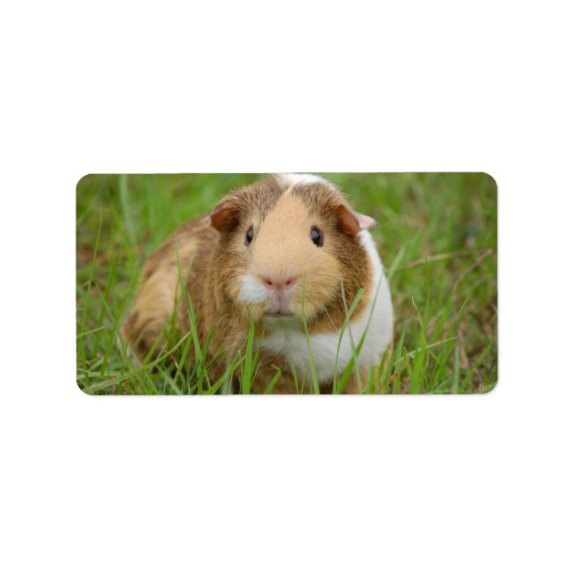 Cute Domestic Guinea Gris Adressetikett (Framsidan)