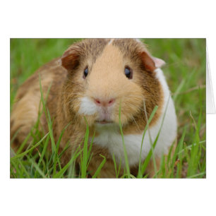 Cute Domestic Guinea Gris OBS Kort