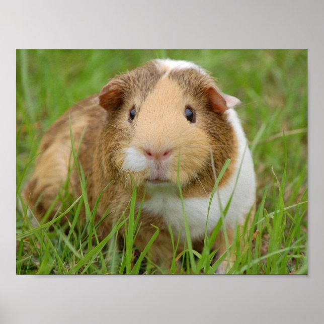 Cute Domestic Guinea Gris Poster (Framsidan)