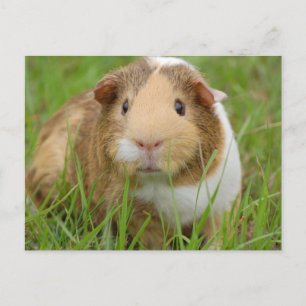 Cute Domestic Guinea Gris Vykort