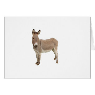 Cute Donkey Burro-foto Hälsningskort