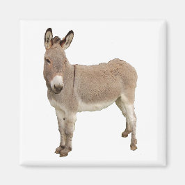 Cute Donkey Burro-foto Magnet