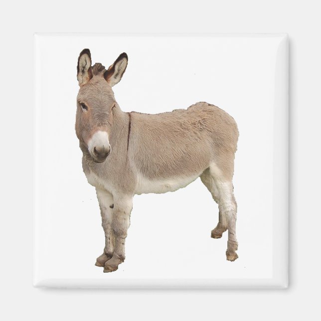 Cute Donkey Burro-foto Magnet (Framsidan)