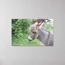 Cute Donkey