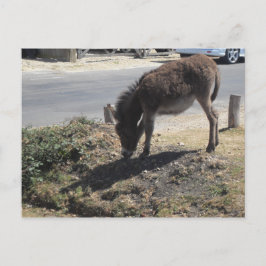 Cute Donkey Foal Vykort