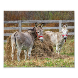 Cute Donkey Fototryck