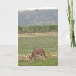 Cute Donkey i Land Fält Kort