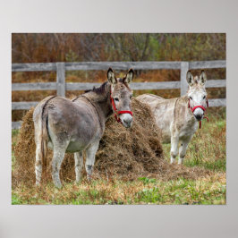 Cute Donkey Poster