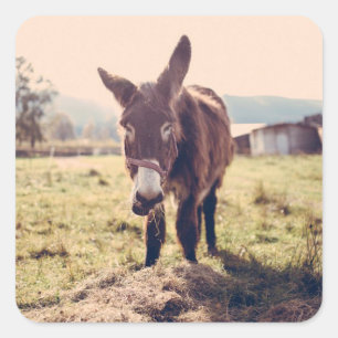 Cute Donkey Sticker Fyrkantigt Klistermärke