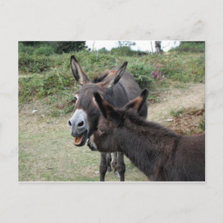Cute Donkey Yawning Vykort