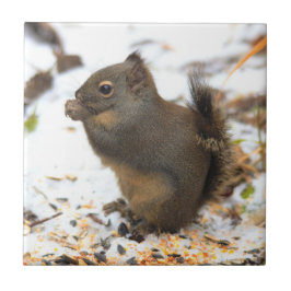 Cute Douglas Squirrel Enjoeing a Winter Feast Kakelplatta