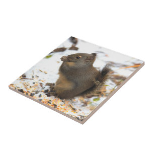 Cute Douglas Squirrel Enjoeing a Winter Feast Kakelplatta
