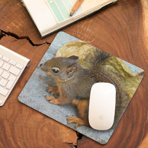 Cute Douglas Squirrel Nature Photo Musmatta