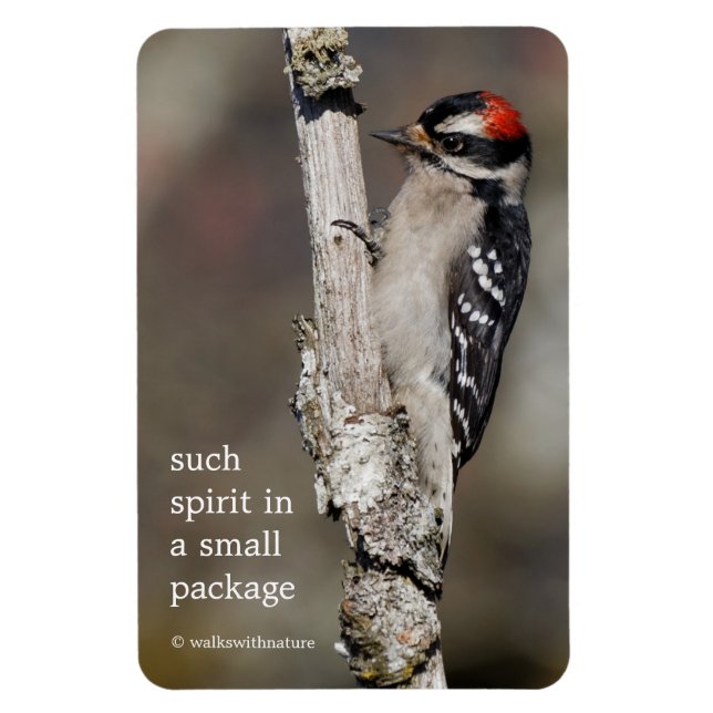 Cute Downy Woodpecker Bird på Gren Magnet (Vertikal)