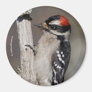 Cute Downy Woodpecker Bird på Gren Magnet