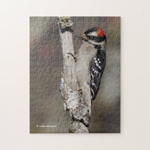 Cute Downy Woodpecker Bird på Gren Pussel