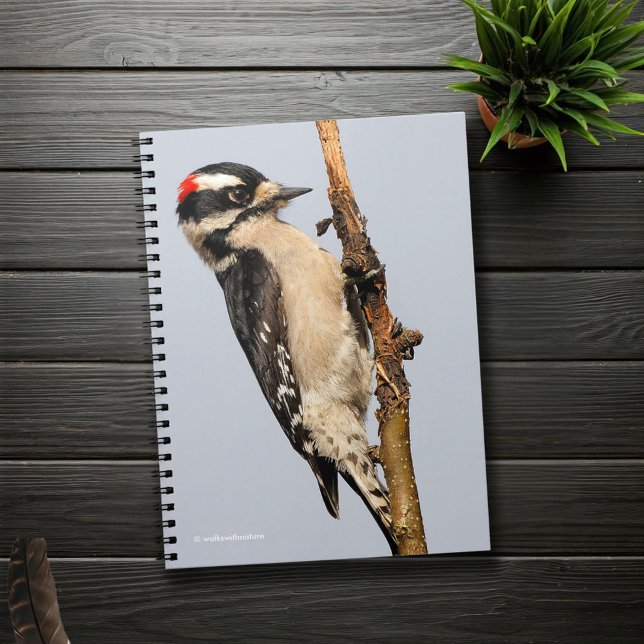 Cute Downy Woodpecker på Fruit Träd Anteckningsbok Med Spiral (Downy Woodpecker on a Pear Tree Branch Journal Cover Photo)