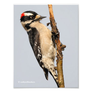 Cute Downy Woodpecker på Fruit Träd Fototryck