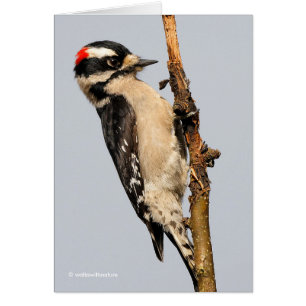 Cute Downy Woodpecker på Fruit Träd Hälsningskort