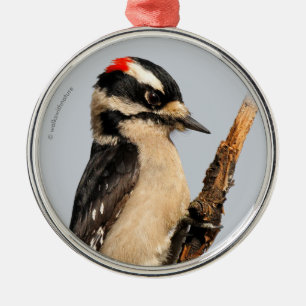 Cute Downy Woodpecker på Fruit Träd Julgransprydnad Metall