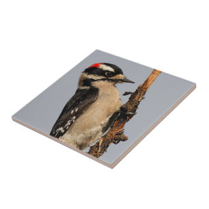 Cute Downy Woodpecker på Fruit Träd Kakelplatta