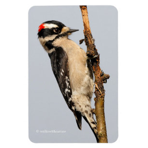 Cute Downy Woodpecker på Fruit Träd Magnet