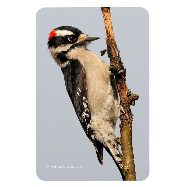 Cute Downy Woodpecker på Fruit Träd Magnet (Vertikal)