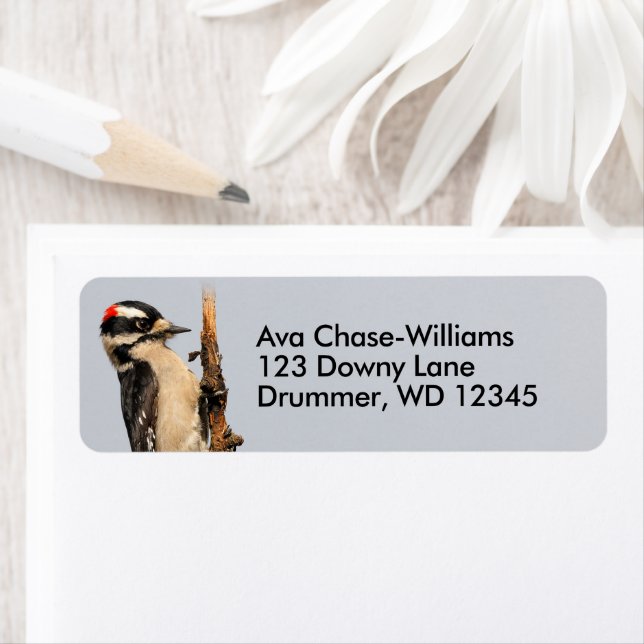 Cute Downy Woodpecker på Fruit Träd Returadress Etikett (Insitu)