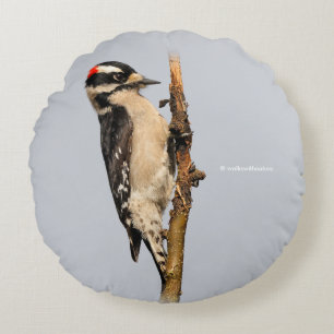 Cute Downy Woodpecker på Fruit Träd Rund Kudde