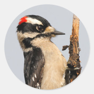 Cute Downy Woodpecker på Fruit Träd Runt Klistermärke