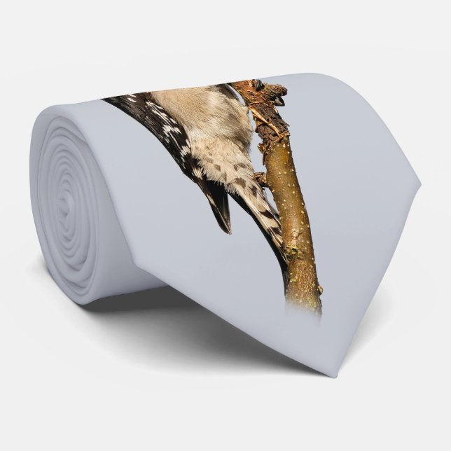 Cute Downy Woodpecker på Fruit Träd Slips (Rullad)